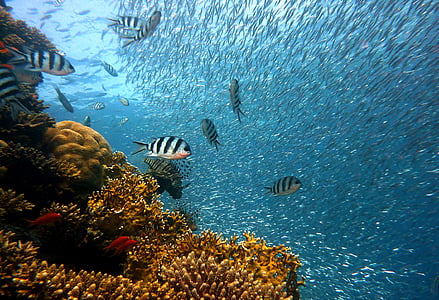 underwater photography of shoal of fish thumbnail