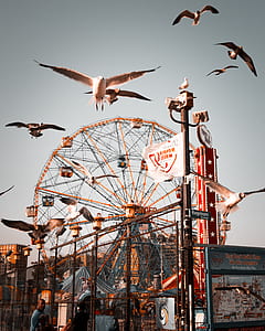 flying birds near ferris wheel thumbnail