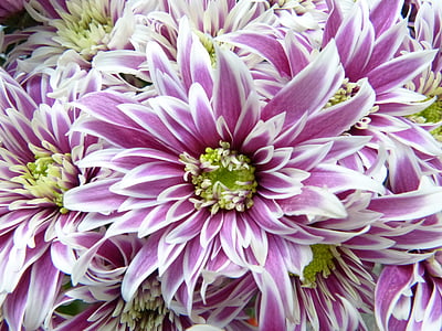 photo of purple-and-white flowers during daytime thumbnail