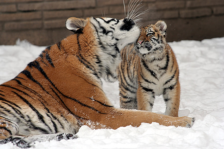tiger licking her baby head surrounded by snow thumbnail