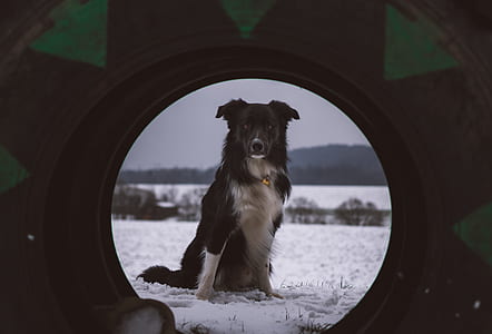 long-coated white and black dog on soil thumbnail