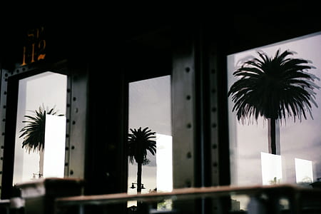 reflection of trees on windows during daytime thumbnail