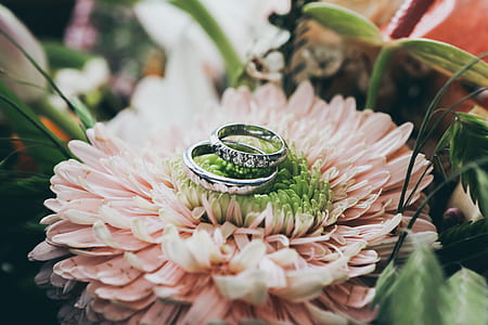 pair of silver-colored engagement rings on pink and green chrysanthemum closeup photography thumbnail