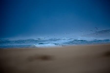 birds flying during day time photography thumbnail