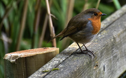 gray and brown bird perched on gray wood thumbnail