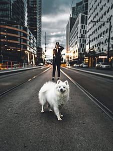 white dog on road thumbnail