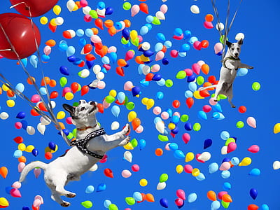 two white-and-black dog floating with balloons under blue sky thumbnail