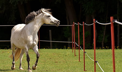 white horse thumbnail
