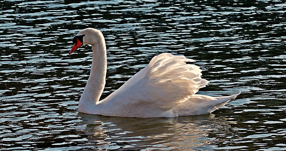 white swan on body of water thumbnail