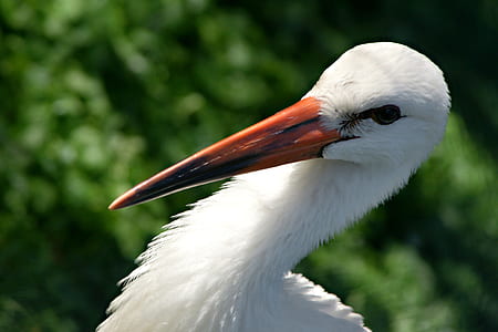 snowy egret closeup photo thumbnail