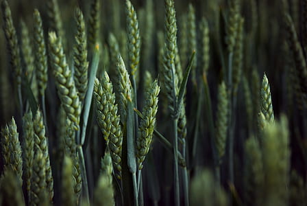 depth photography of wheat plant thumbnail