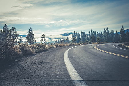 Gray Concrete Road Near Forest thumbnail