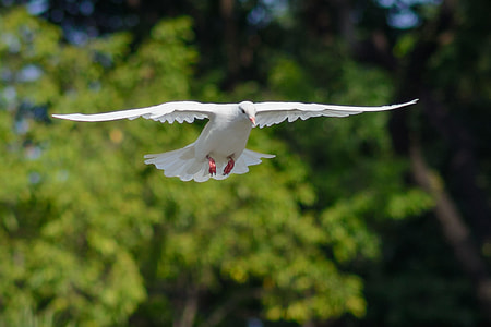 white pigeon flying in the air near green trees thumbnail