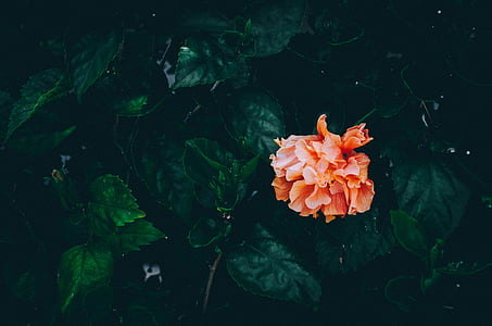 orange flower thumbnail