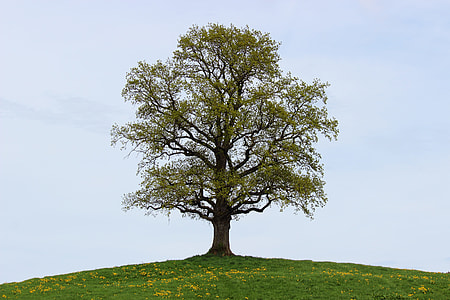 green and brown tree photo during day time thumbnail