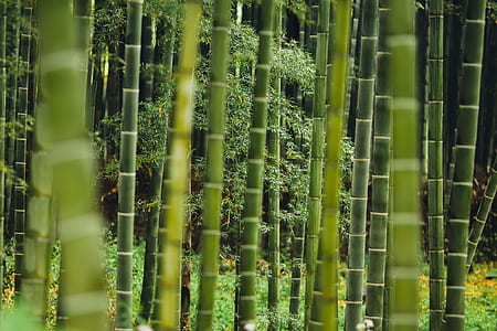 selective focus photography of bamboo trees thumbnail