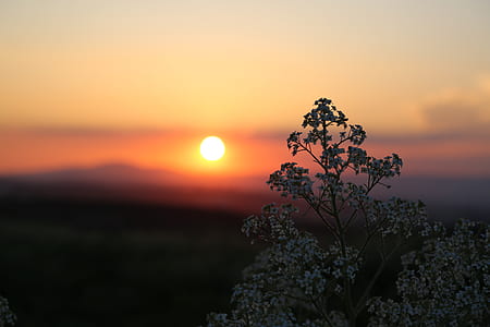 selective focus photography of tree under golden hour thumbnail