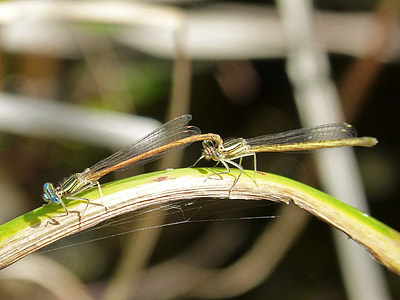 Platycnemis Acutipennis thumbnail