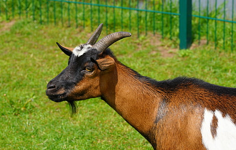 brown goat thumbnail