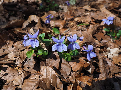 selective focus photography of blue wild violets thumbnail