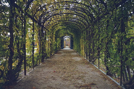 green and black garden arch thumbnail