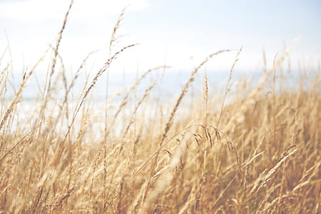 selective focus of rice field thumbnail
