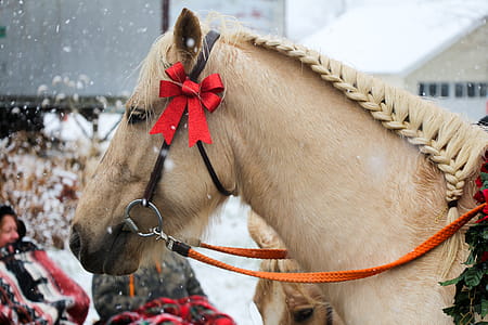Brown Horse thumbnail