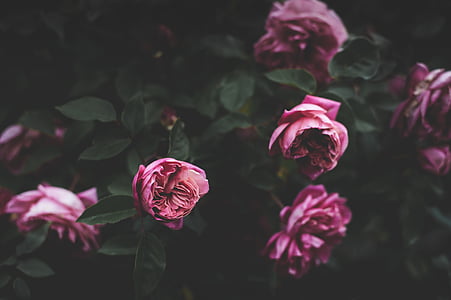 close-up photography of pink roses thumbnail