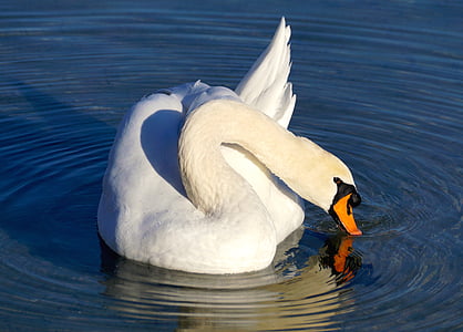 white swan on body of water during daytime thumbnail