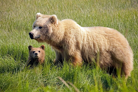 brown bear and cub on grass during daytime thumbnail