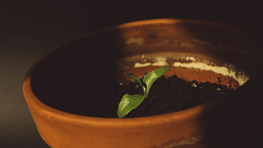 green plant on clay pot thumbnail