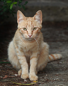 orange Tabby cat closeup photo thumbnail