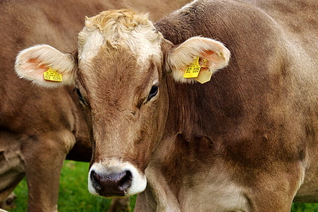 brown cow thumbnail