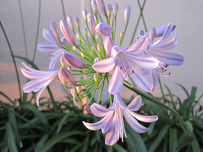 pink African lily thumbnail