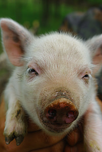 closeup photo of pig thumbnail