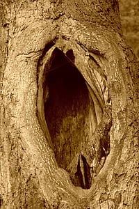 brown tree with hole thumbnail