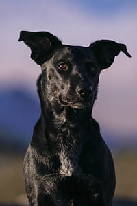 selective focus photo of adult black Labrador retriever thumbnail