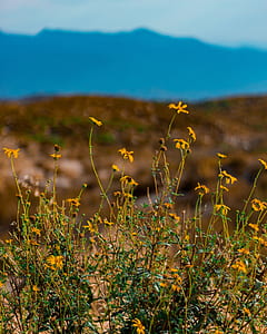 Yellow Petaled Flowers thumbnail