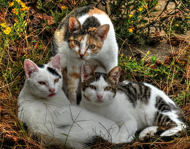 three calico cats thumbnail