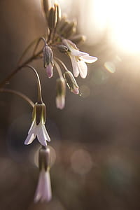 Closeup Photography of White Petal Flower thumbnail