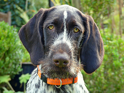 closeup photo of adult black and white dog thumbnail