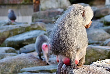 gray baboon on rock thumbnail