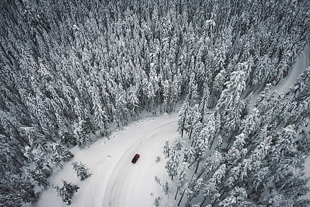Road through Snow covered pine forest thumbnail