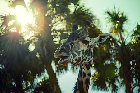 shallow focus photography of giraffe near green palm trees during orange sunset thumbnail