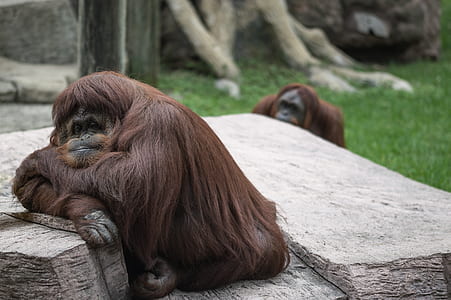 two brown monkies thumbnail