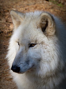 shallow focus photography of white wolf thumbnail