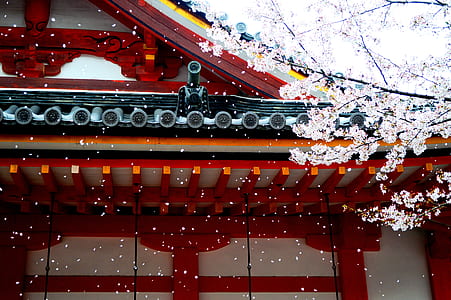 white and red wooden temple near white tree at daytime thumbnail