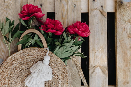 Blooming red peonies thumbnail