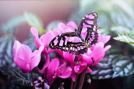 black and pink butterfly on pink petaled flower thumbnail