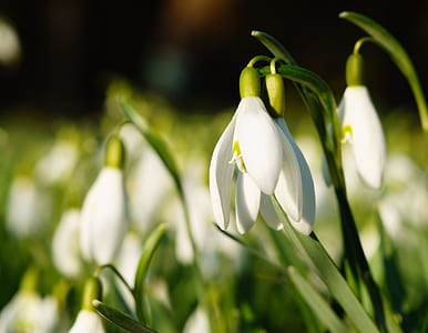 white snowdrop flowers selective-focus photography thumbnail